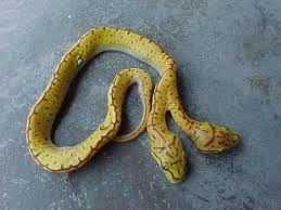 two-headed snake