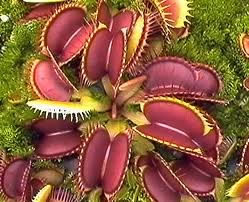 carnivorous plant