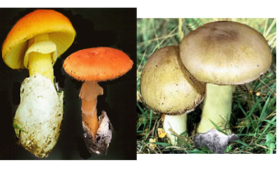 all mushrooms are natural but some can kill you