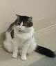 Oscar the "psychic" cat
