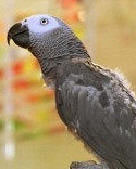 African Grey parrot