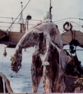 decayed shark?