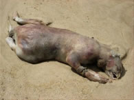 animal with mange